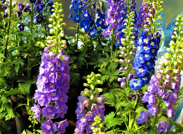 resized640_seminte--de--nemtisor--mix--delphinium--ajacis--de--gradina--cu--flori--elegante--1--gram--opal--seq-2.webpSeminte de Nemtisor Mix (Delphinium Ajacis) de gradina cu flori elegante, 1 gram, Opal