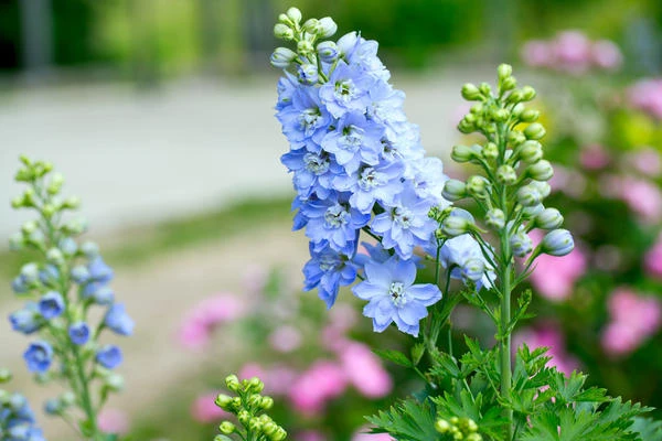 resized640_seminte--de--nemtisor--mix--delphinium--ajacis--de--gradina--cu--flori--elegante--1--gram--opal--seq-3.webpSeminte de Nemtisor Mix (Delphinium Ajacis) de gradina cu flori elegante, 1 gram, Opal