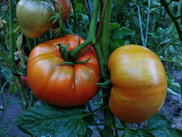 resized640_gigant--rosu--bulgaresc--seminte--tomate--soi--nedeterminat--pana--la--800gr--0--2--grame--opal--seq-2.webpGigant Rosu Bulgaresc - Seminte tomate soi nedeterminat pana la 800gr, 0.2 grame, Opal