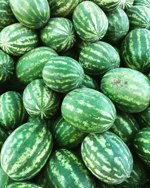 resized640_seminte--de--pepene--verde--klondike--blue--ribbon--8g--soi--productiv--cu--fructe--mari--si--dulci--agrosem--seq-3.webpSeminte de pepene verde Klondike Blue Ribbon (8g) – Soi productiv cu fructe mari si dulci, Agrosem