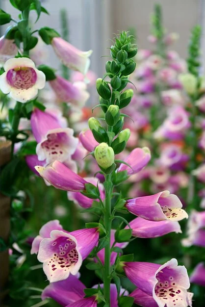 resized640_seminte--de--digitalis--purpurea--flori--degetar--mix--0--7--grame--opal--seq-3.webpSeminte de Digitalis Purpurea flori Degetar Mix, 0.7 grame, Opal