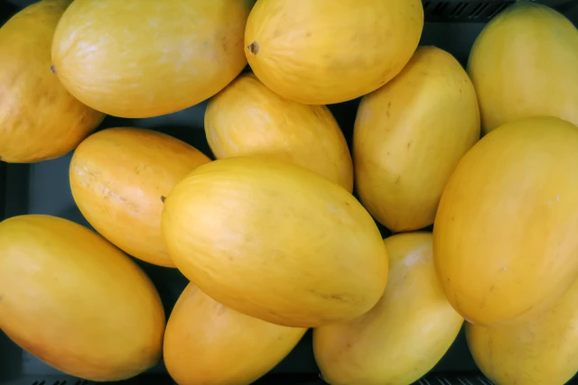 resized640_pepene--galben--yellow--canary--1--5--g--35--seminte--de--soi--semitimpuriu--cu--miez--alb--si--aroma--deosebita--agrosem--seq-2.webpPepene galben Yellow Canary (1,5 g), 35 seminte de soi semitimpuriu, cu miez alb si aroma deosebita, Agrosem