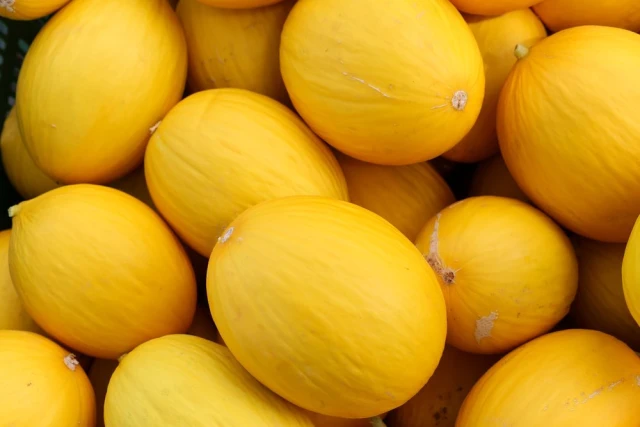 resized640_pepene--galben--yellow--canary--1--5--g--35--seminte--de--soi--semitimpuriu--cu--miez--alb--si--aroma--deosebita--agrosem--seq-3.webpPepene galben Yellow Canary (1,5 g), 35 seminte de soi semitimpuriu, cu miez alb si aroma deosebita, Agrosem