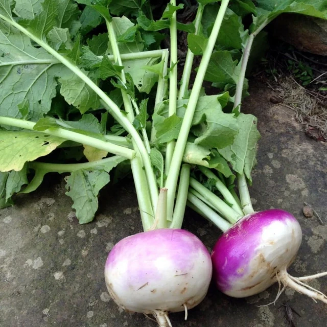 resized640_napi--purple--top--white--globe--350--seminte--napi--comestibili--gust--dulce--21517--jpg--seq-2.webpNapi Purple Top White Globe (350 seminte) cu gust dulce‑picant, soi productiv si uniform, Agrosem