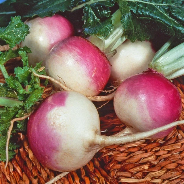 resized640_napi--purple--top--white--globe--350--seminte--napi--comestibili--gust--dulce--21518--jpg--seq-3.webpNapi Purple Top White Globe (350 seminte) cu gust dulce‑picant, soi productiv si uniform, Agrosem