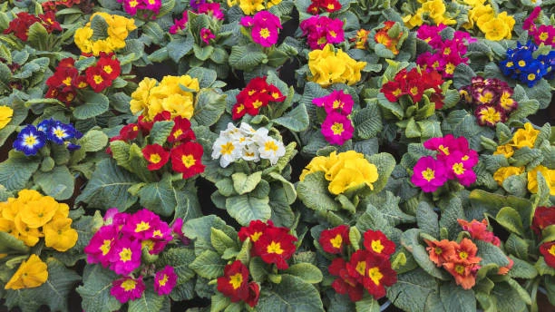 resized640_primula--veris--ciubotica--cucului--seminte--planta--perena--infloreste--primavara--devreme--0--15--grame--opal--seq-2.webpPrimula veris (Ciubotica cucului), seminte planta perena, infloreste primavara devreme, 0.15 grame, Opal