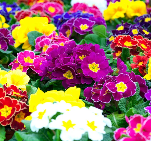 resized640_primula--veris--ciubotica--cucului--seminte--planta--perena--infloreste--primavara--devreme--0--15--grame--opal--seq-3.webpPrimula veris (Ciubotica cucului), seminte planta perena, infloreste primavara devreme, 0.15 grame, Opal