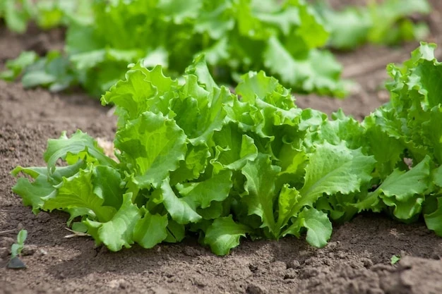 resized640_lettuce--grows--soil--fresh--young--greens--growing--farm--plants--closeup--507758--145--jpg--seq-3.webpSeminte Salata - VALMAIN - Rezistenta la temperaturi joase, 2000 seminte, Opal