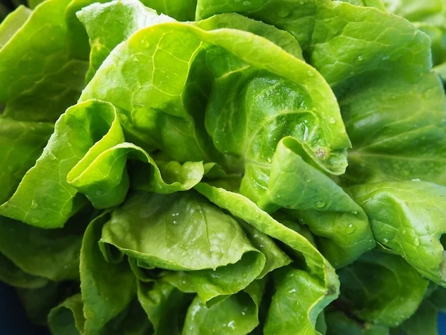 resized640_sowing--lettuce--annual--herb--genus--lettuce--asteraceae--family--delicious--fortified--leaves--green--salad--side--dish--fresh--herbs--healthy--eating--leaf--lettuce--head--lettuce--565632--827--jpg--seq-2.webpSeminte Salata - VALMAIN - Rezistenta la temperaturi joase, 2000 seminte, Opal