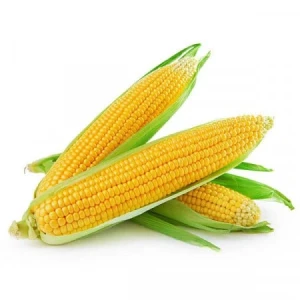 resized300_porumb-zaharat-deliciosul-(100-g),-seminte-de-porumb-cu-boabe-albe-galbui-foarte-dulci,-soi-romanesc,-agrosem.webp Porumb zaharat Deliciosul (100 g), seminte de porumb cu boabe albe-galbui foarte dulci, soi romanesc, Agrosem