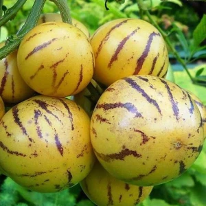 Pepino (4 seminte) planta anuala, fructe aromate,foarte dulci, Agrosem
