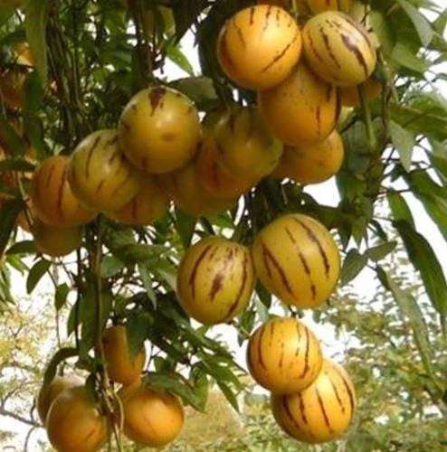 resized640_pepino--4--seminte--seminte--planta--anuala--fructe--aromate--dulci--agrosem--3051--jpg--seq-2.webpPepino (4 seminte) planta anuala, fructe aromate,foarte dulci, Agrosem