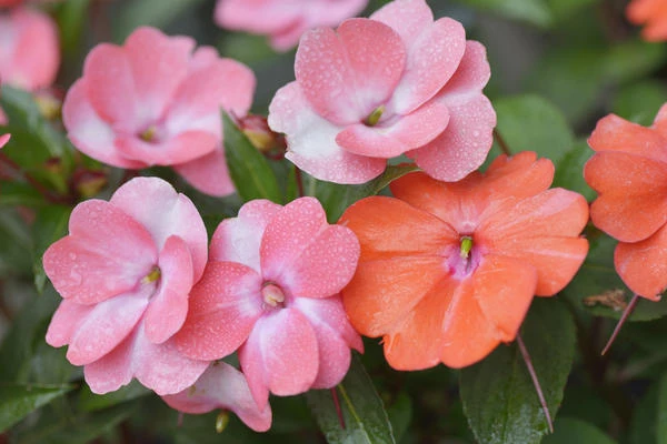 resized640_seminte--flori--impatiens--sporul--casei--mix--de--culori--0--1--grame--opal--seq-2.webpSeminte Flori Impatiens - Sporul casei mix de culori, 0.1 grame, Opal