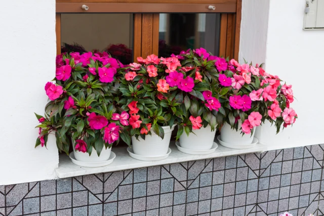 resized640_seminte--flori--impatiens--sporul--casei--mix--de--culori--0--1--grame--opal--seq-3.webpSeminte Flori Impatiens - Sporul casei mix de culori, 0.1 grame, Opal