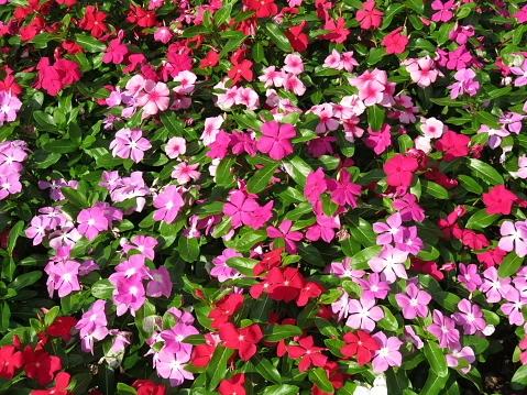 resized640_seminte--flori--impatiens--sporul--casei--mix--de--culori--0--1--grame--opal--seq-4.webpSeminte Flori Impatiens - Sporul casei mix de culori, 0.1 grame, Opal