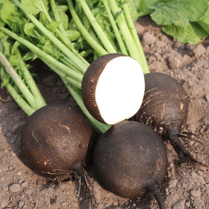 resized300_ridichi-de-iarna-black-spanish-round,-500-seminte-de-ridichi-soi-tardiv,-cu-radacini-mari,-agrosem.webp Ridichi de iarna Black Spanish Round, (5g) seminte de ridichi soi tardiv, cu radacini mari, Agrosem