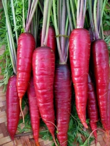 Ridichi de vara Ostergruss Rosa, (4 gr) seminte ridichi semilungi de culoare roz-carmin, Agrosem