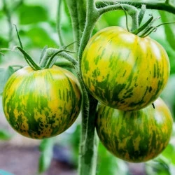 resized640_seminte-de-rosii-smarald,-tomate-atractive-verzi-striate,-agrosem.webpSeminte de Rosii Smarald (0,2 g) 60 seminte, soi timpuriu nedeterminat, tomate atractive verzi striate, Agrosem
