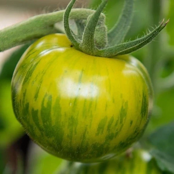 resized640_seminte-de-rosii-smarald-60-seminte,-soi-timpuriu-nedeterminat,-tomate-atractive-verzi-striate,-agrosem.webpSeminte de Rosii Smarald (0,2 g) 60 seminte, soi timpuriu nedeterminat, tomate atractive verzi striate, Agrosem