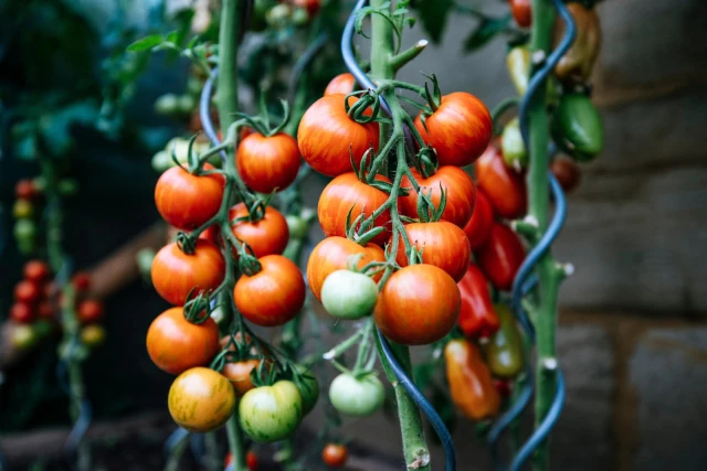resized640_tomate--tigerella--0--3--g--seminte--tomate--agrosem--seq-2.webpTomate - Tigerella (0.3 g) seminte tomate, Agrosem