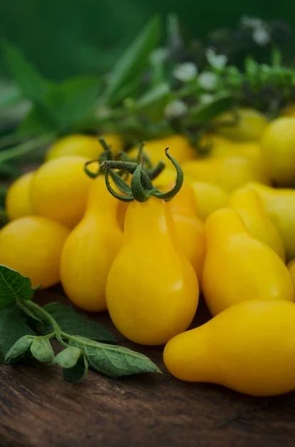 resized640_tomate--poire--jaune--biologique--tomate--appelee--goutte--jaune--tomate--alimentaire--saine--biologique--naturelle--87555--2939--jpg--seq-4.webpSeminte de Rosii Yellow Pearshaped (0,2g) 60 seminte, soi timpuriu nedeterminat, dulci, zemoase, Agrosem
