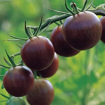 resized640_seminte-rosii-black-cherry,-agrosem.webpSeminte Rosii Black Cherry (0,2g) 60 seminte, soi timpuriu nedeterminat, tomate negre rotunde, cu gust aromat, Agrosem