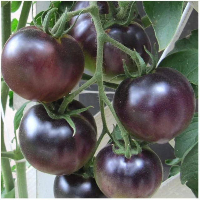 resized640_seminte-rosii-black-cherry-0.2-gr,-agrosem.webpSeminte Rosii Black Cherry (0,2g) 60 seminte, soi timpuriu nedeterminat, tomate negre rotunde, cu gust aromat, Agrosem