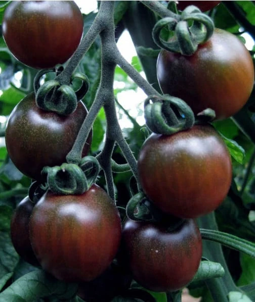 resized640_seminte-rosii-black-cherry-60-seminte,-soi-timpuriu-nedeterminat,-tomate-negre-rotunde,-cu-gust-aromat,-agrosem.webpSeminte Rosii Black Cherry (0,2g) 60 seminte, soi timpuriu nedeterminat, tomate negre rotunde, cu gust aromat, Agrosem