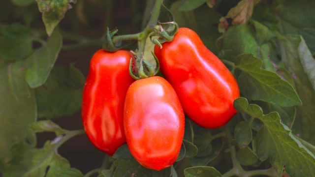 resized640_seminte--de--rosii--san--marzano--3--0--4g--120--seminte--soi--semitardiv--nedeterminat--tomate--pentru--bulion--agrosem--seq-4.webpSeminte de Rosii San Marzano 3 (0,4g) 120 seminte, soi semitardiv nedeterminat, tomate pentru bulion, Agrosem