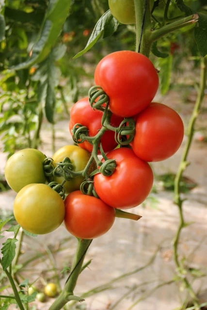 resized640_seminte--hibrid--de--tomate--rosii--tomate--elena--prima--f1--5--grame--opal--seq-3.webpSeminte hibrid de tomate (rosii) Tomate Elena Prima F1, 5 grame, Opal