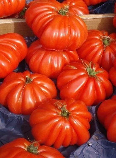 resized640_marmande--150--seminte--tomate--crete--semideterminate--productie--ridicata--19861--jpg--seq-2.webpSeminte de Rosii Marmande (0,4 g, 120 seminte), soi semitimpuriu determinat, tomate mari, Agrosem