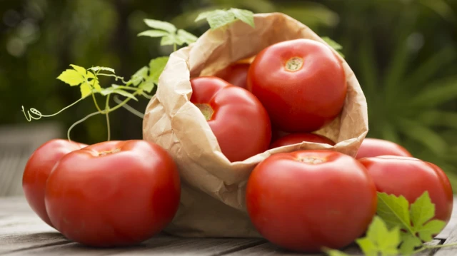 resized640_seminte--de--rosii--campbell--33--0--4--g--120--seminte--soi--determinat--tomate--mari--zemoase--gustoase--agrosem--seq-2.webpSeminte de Rosii Campbell 33 (0,4 g, 120 seminte), soi determinat, tomate mari, zemoase, gustoase, Agrosem