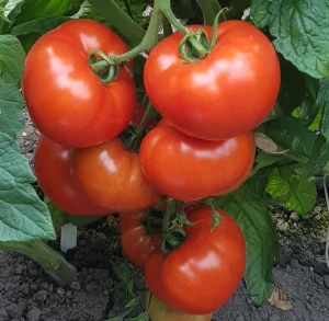 Seminte de rosii Buzau 22 (2 g) 600 seminte, soi romanesc, tomate productive, Agrosem