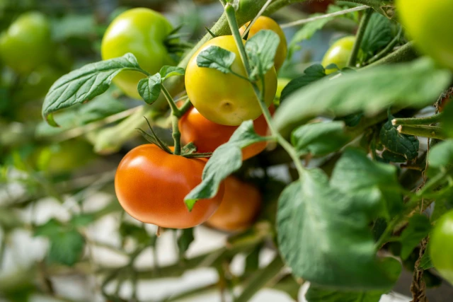 resized640_seminte--de--rosii--zloty--ozarowsky--0--2g--60--seminte--soi--semitimpuriu--nedeterminat--tomate--portocalii--foarte--gustoase--agrosem--seq-2.webpSeminte de Rosii Zloty Ozarowsky (0,2g) 60 seminte, soi semitimpuriu nedeterminat, tomate portocalii foarte gustoase, Agrosem