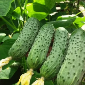 Seminte de Castraveti cornichon Wisconsin (1,5 g), soi semitimpuriu productiv, Agrosem