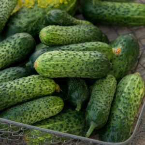 Seminte de Castraveti cornichon Mapamond (7 g), soi timpuriu romanesc, fructe crocante, Agrosem