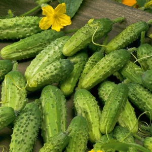 Seminte de Cornichon Paris small Green (1,5 g), soi timpuriu, fructe mici, gustoase, Agrosem