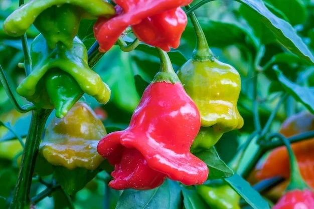 resized640_bishop--s--crown--christmas--bell--joker--s--hat--is--pepper--cultivar--species--capsicum--baccatum--var--pendulum--678386--857--jpg--seq-2.webpArdei iute decorativ Clopotei 7 seminte, soi tardiv ornamental, fructe mici, clopotei, gust iute, Agrosem
