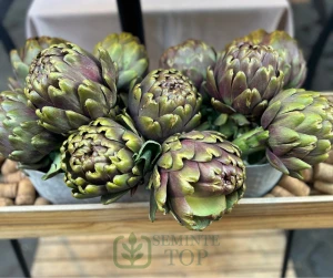 Anghinare Green Globe (0.7g Agrosem) Planta Perena 