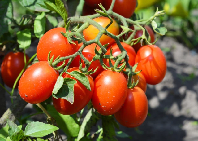 resized640_seminte--tomate--silvia--0--6g--agrosel--seq-2.webpSeminte Tomate Silvia - 0,6g, Agrosel