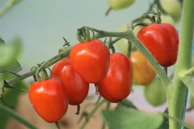 resized640_seminte--tomate--silvia--0--6g--agrosel--seq-3.webpSeminte Tomate Silvia - 0,6g, Agrosel