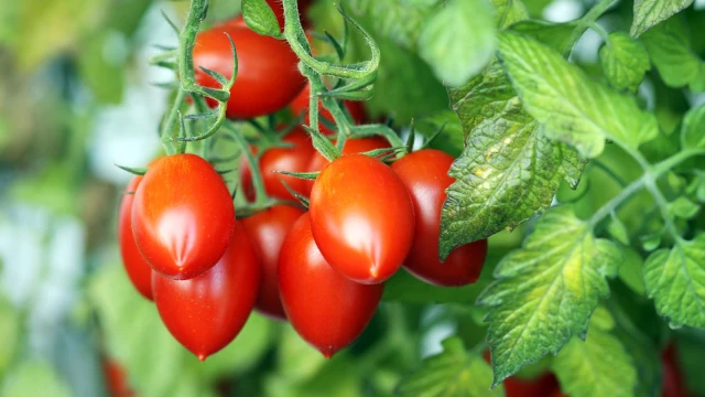 resized640_rosii--roma--seminte--tomate--soi--semitimpuriu--5--grame--opal--seq-2.webpRosii ROMA - Seminte Tomate Soi Semitimpuriu, 5 grame, Opal