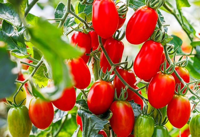 Rosii ROMA - Seminte Tomate Soi Semitimpuriu, 5 grame