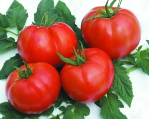 Rila F1 - Seminte de tomate cu crestere nedeterminata semitimpurii, 25 seminte, Geosem Bulgaria