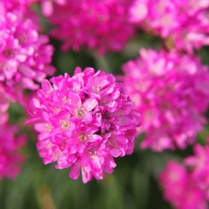 Seminte Flori - Armeria maritima - Limba peștelui, 120 seminte, Opal