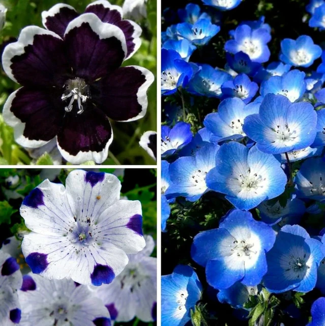 resized640_seminte-flori---nemophila-mix--un-amestec-frumos-de-culori,-350-seminte.webpSeminte Flori - Nemophila mix- un amestec frumos de culori, 350 seminte, Opal