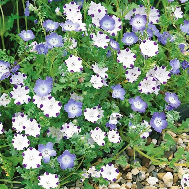 resized640_seminte-flori---nemophila-mix--un-amestec-frumos-de-culori.webpSeminte Flori - Nemophila mix- un amestec frumos de culori, 350 seminte, Opal