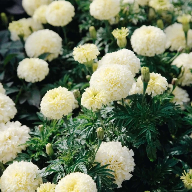 resized640_seminte-flori---agetes-erecta-albatros,-90-seminte,-opal.webpSeminte Flori - Craite Albe (Tagetes erecta Albatros), 90 seminte. Opal