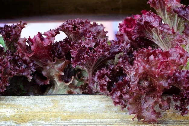 resized640_red--oakleaf--lettuce--home--grown--organic--lettuce--ready--harvest--38648--159--jpg--seq-3.webpSeminte Salata Frunza de Stejar Rosu, 2 grame, Opal