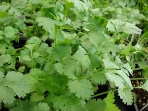 Coriandru (2 g), seminte de planta aromatica anuala, bogata in uleiuri esentiale, Agrosem